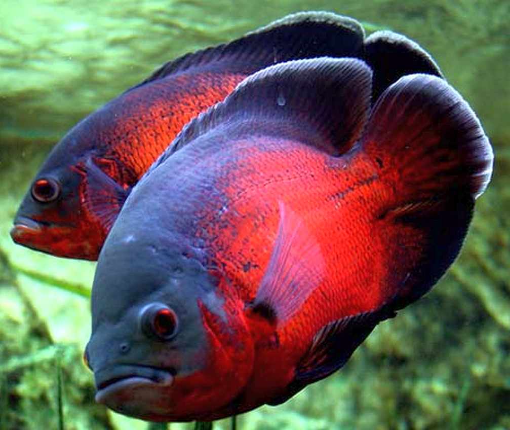 Red Oscars Tropical Fish  Keeping