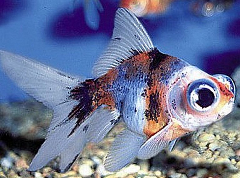 Goldfish (Carassius auratus) Tropical Fish Keeping
