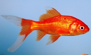 Comet-tailed goldfish