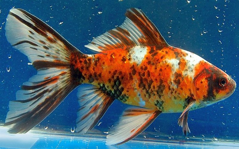 telescope goldfish with flowing tail