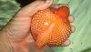 Huge Pearlscale Goldfish (Carassius auratus)