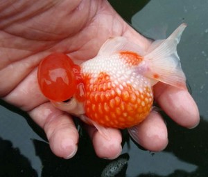 Special Pearlscale Goldfish (Carassius auratus)