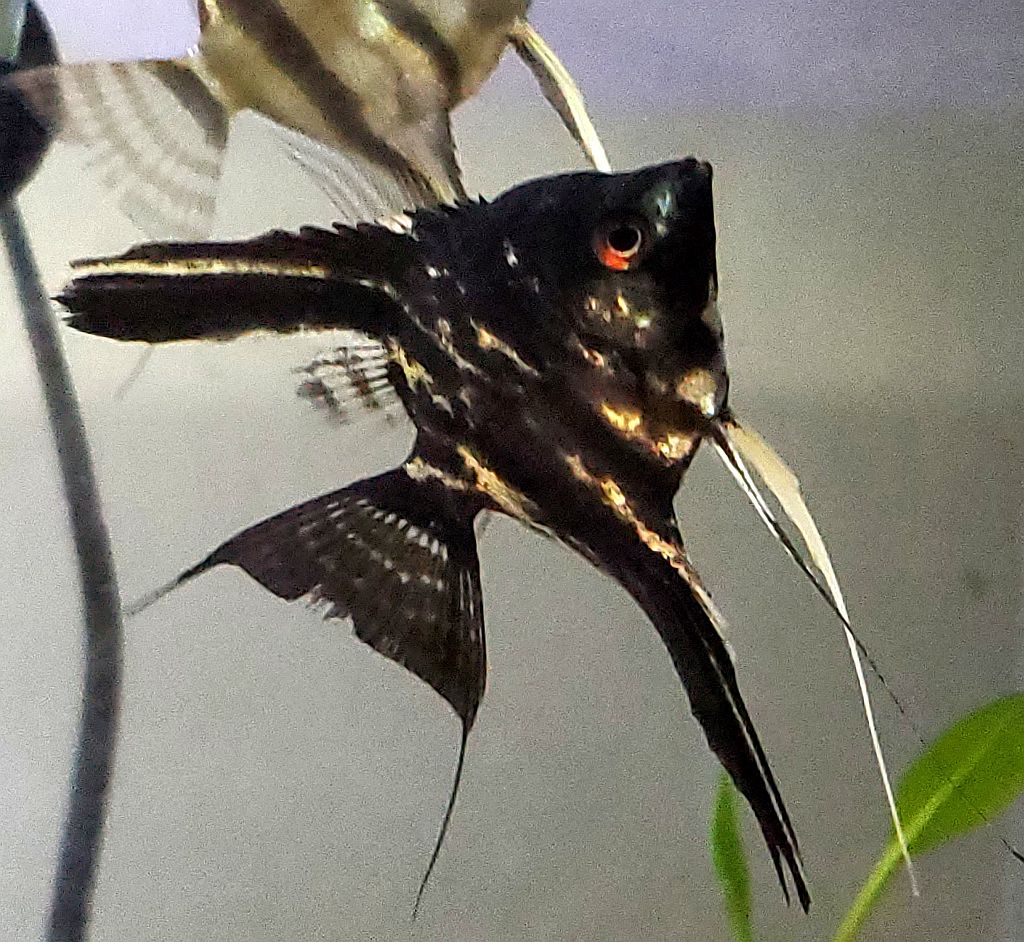 Marbled Angelfish (Pterophyllum scalare)2 Tropical Fish Keeping