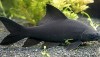 Black Shark (Labeo chrysophekadion)