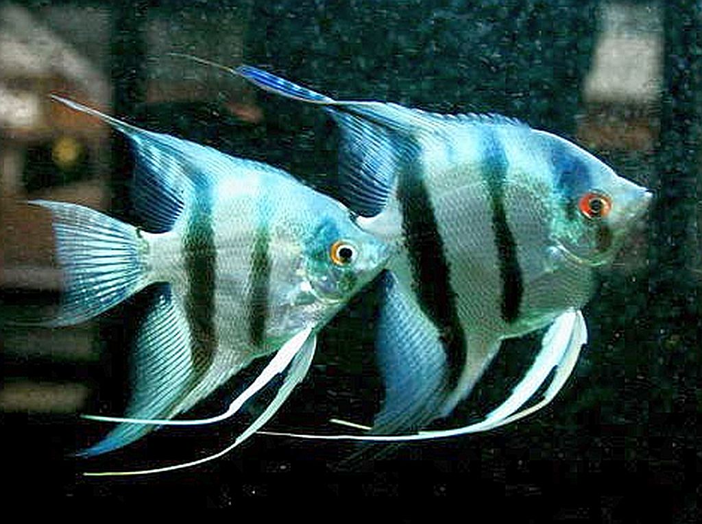 Silver Zebra Angelfish (Pterophyllum scalare) Pair | Tropical Fish Keeping