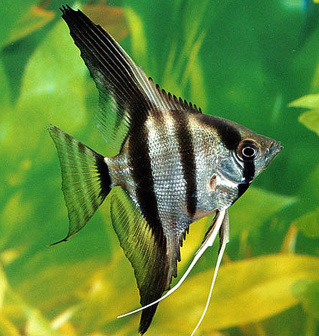Silver Zebra Angelfish (Pterophyllum scalare) - Tropical Fish Keeping