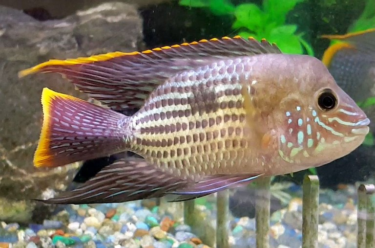Green Terror Cichlid (Aequidens rivulatus) Tropical Fish Keeping