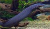 Fire Eel (Mastacembelus erthrotaenia)