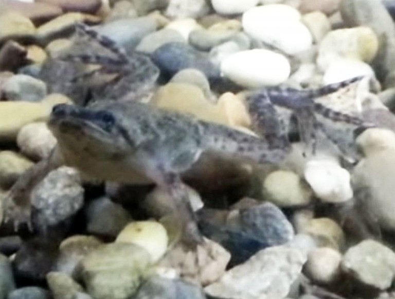Congo Dwarf Clawed Frog (Hymenochirus boettgeri) Tropical Fish Keeping