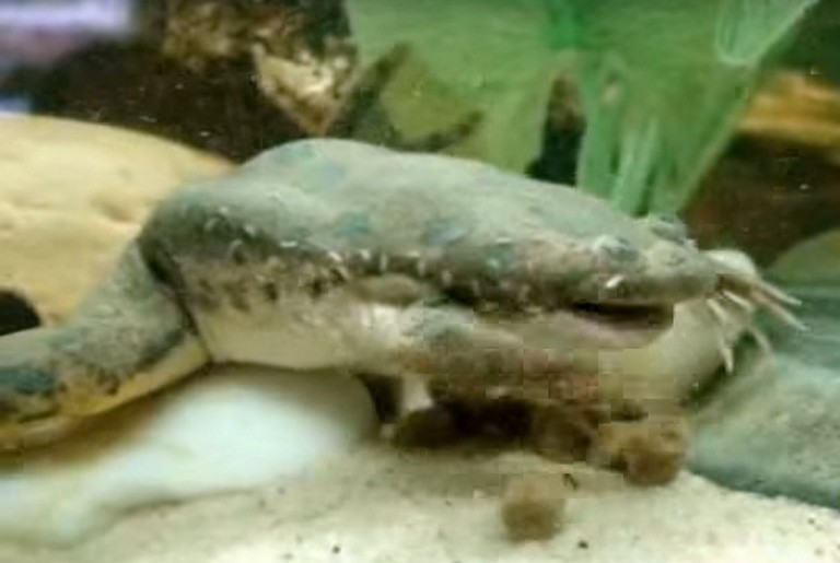 African Clawed Frog (Xenopus laevis) | Tropical Fish KeepingTropical ...