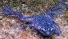 Dwarf African Frog (Hymenochirus boettgeri)