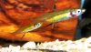 Featherfin Rainbow (Iriatherina werneri)