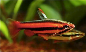 Coral Red Pencilfish (Nannostomus mortenthaleri). 