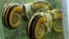 Giant Ramshorn Snail (Marisa cornuarietis)