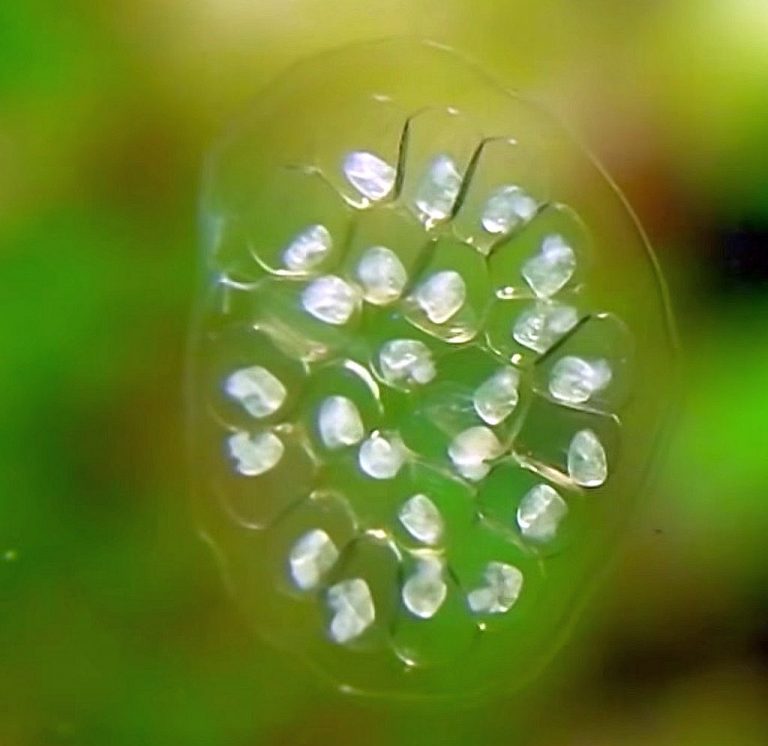 giantramshornsnailmarisacornuarietiseggs Tropical