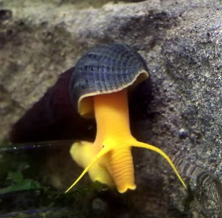 goldrabbitsnailtylomelaniagemmifera Tropical Fish Keeping
