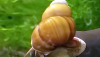 Japanese Trapdoor Snail (Bellamya chinensis)
