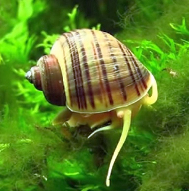 Mystery Snails (Pomacea Diffusa) Tropical Fish Keeping