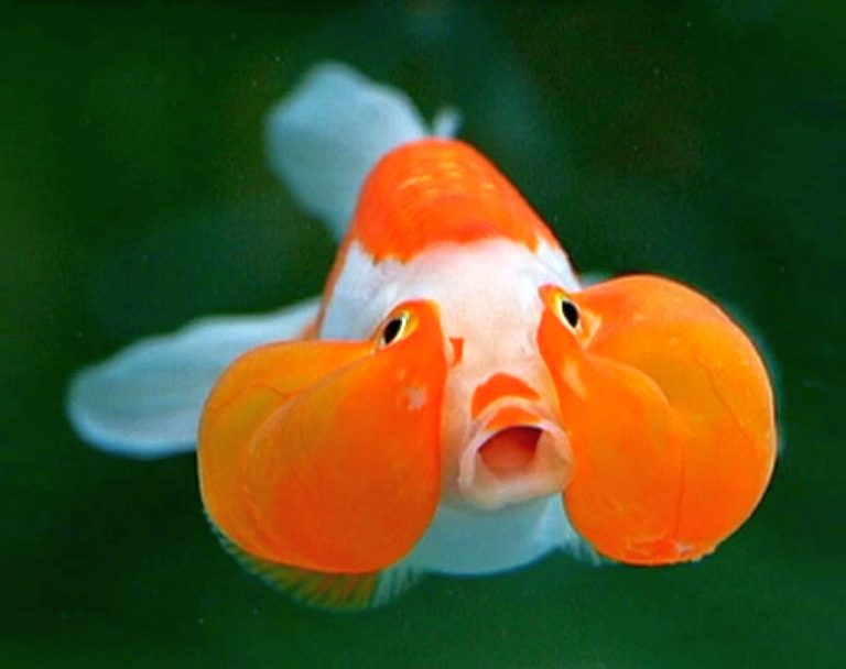 Bubble Eye Goldfish (Carassius auratus) Tropical Fish Keeping