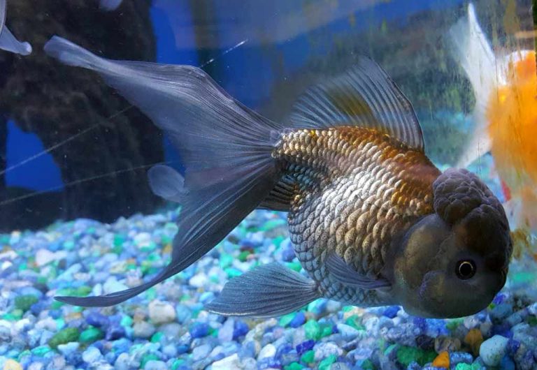 Oranda Goldfish (Carassius auratus) | Tropical Fish Keeping