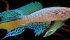 Blue Gularis Killifish (Fundulopanchax sjoestedti)