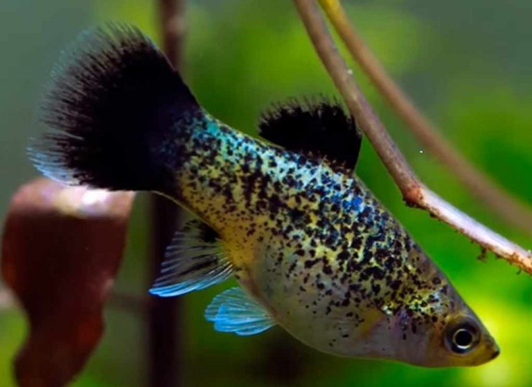 Platy photo