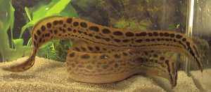 Black Spotted Eel (Mastacembelus dayi)