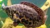 Leopard Bush Fish (Ctenopoma Acutirostre)