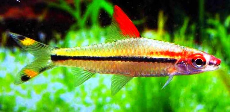 Karnataka Barb (Sahyadria denisonii) Tropical Fish Keeping