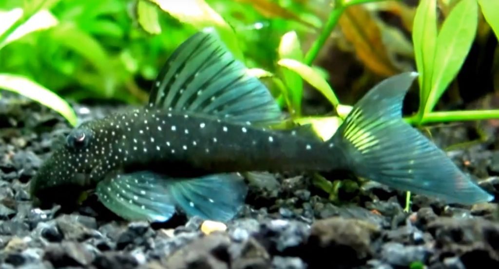 green phantom pleco care