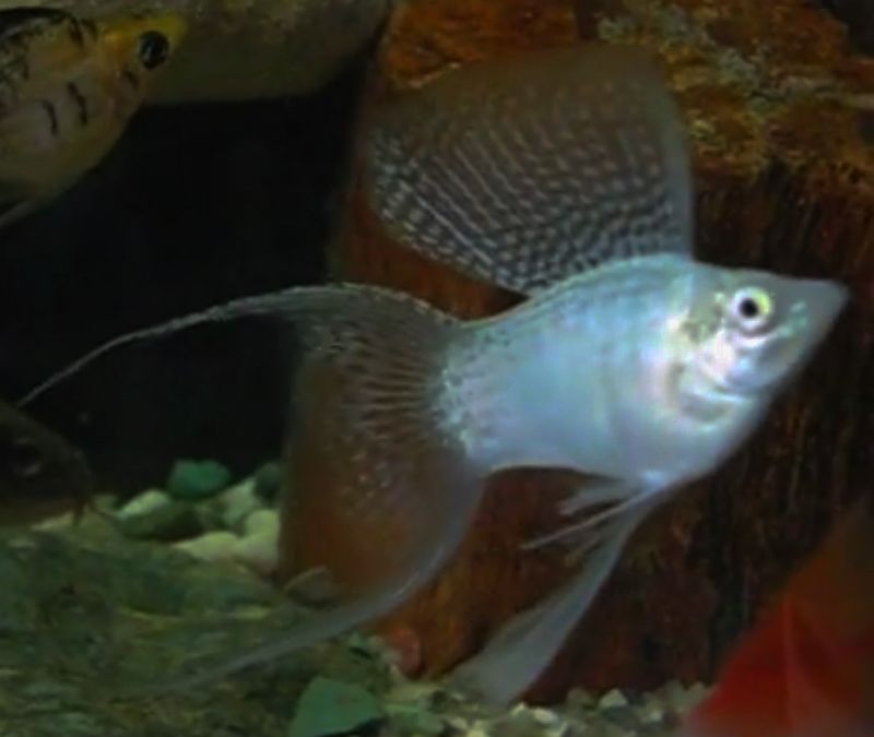 thumbnail image 2 of Platinum White Lyretail Molly Trio – 1 Male + 2 Females – USA Bred 2 of 5