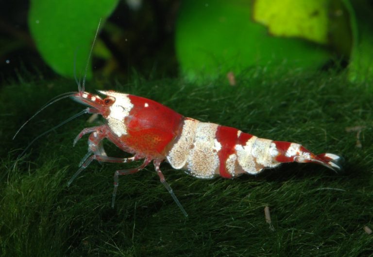 Bee Shrimp (wild-type) photo