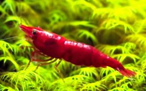 Red Cherry shrimp (Neocaridina heteropoda)