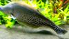 Royal Knifefish (chitala blanci)