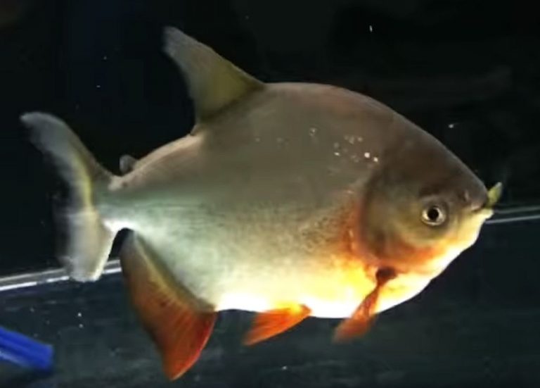 Red Bellied Pacu (Piaractus brachypomus) Tropical Fish Keeping