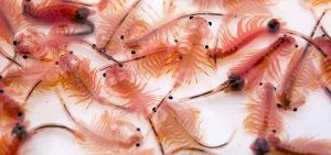 Adult Brine Shrimp