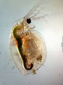 Daphnia Pulex