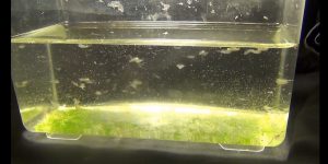 Raise Brine Shrimp