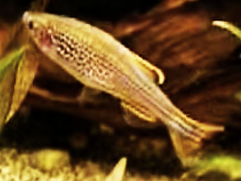 Fire Ring Danio (Brachydanio kyathit) Tropical Fish Keeping