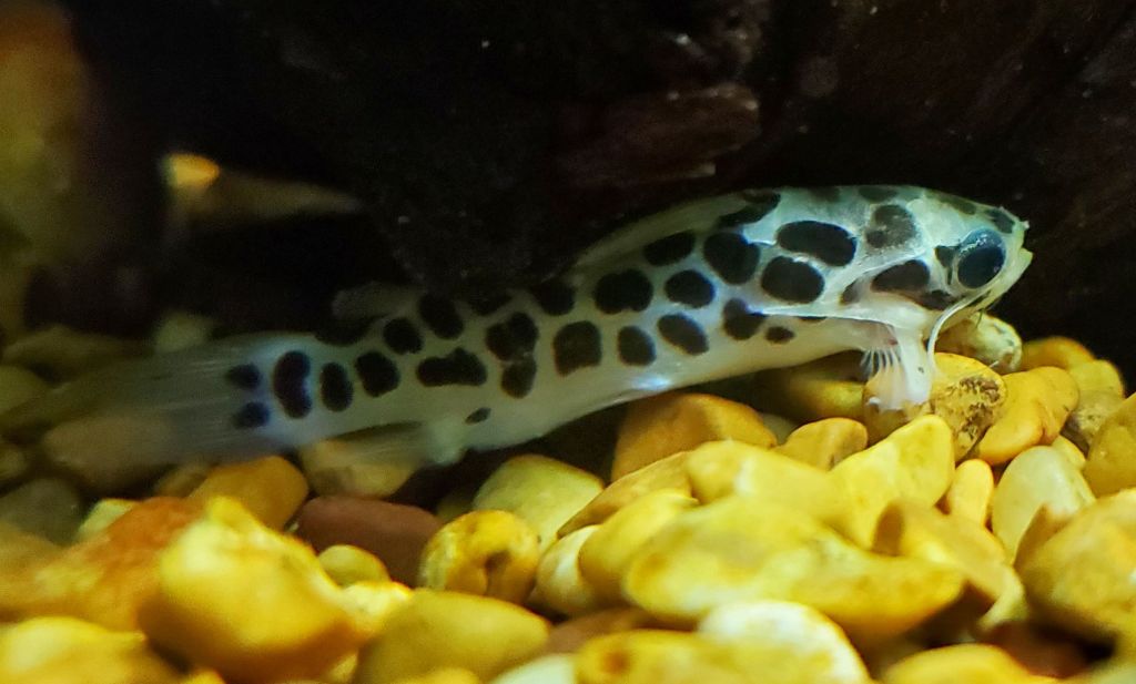 Catfish (Centromochlus perugiae)6 Tropical Fish Keeping