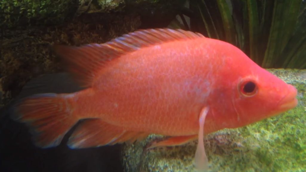 Red Devil Cichlid (Amphilophus labiatus) Tropical Fish Keeping