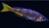Sardine Cichlid (Cyprichromis leptosoma)