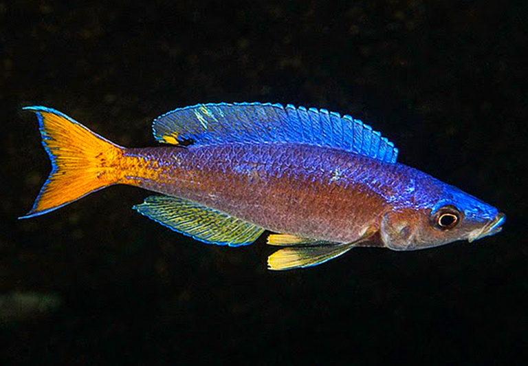 Sardine Cichlid (Cyprichromis leptosoma) Tropical Fish Keeping