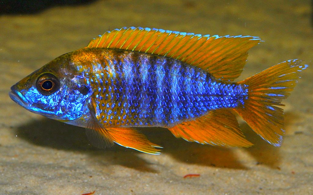 African Butterfly Peacock Cichlid Aulonocara Jacobfreibergi 