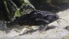 Spotted Raphael Catfish (Agamyxis pectinifrons)