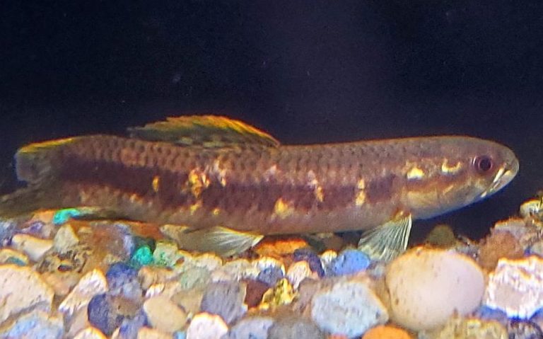 Rainbow Wolf Fish (Erythrinus erythrinus) - Tropical Fish Keeping