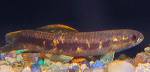 Rainbow Wolf Fish (Erythrinus erythrinus)