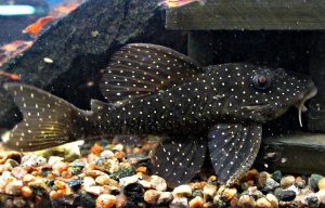 Angelicus Plecostomus (Pseudacanthicus angelicus) L-36
