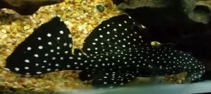 Angelicus Plecostomus (Pseudacanthicus angelicus) L-36