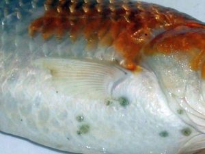 Fish Louse (Argulus spp.)